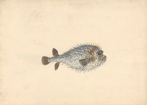 En Pindsvin Fisk