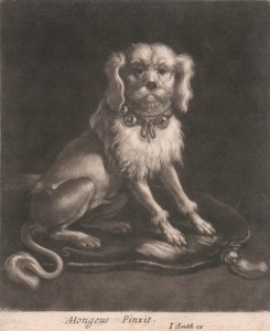 En lille hund iført halsbånd.