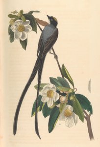 Gaffelhalefluesnapper, Gordonia lasianthus, 1840-44.