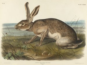 Texian Hare, 1848 (håndfarvet litografi på vævet papir)