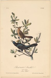 Bådhalet grackle af John T. Bowen, after John James Audubon