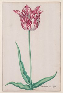 Studie af en tulipan (Jasper Marbled) af John Thomson
