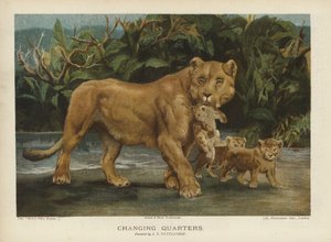 Changing Quarters: løvinde flytter sine unger (chromolitho) af John Trivett Nettleship
