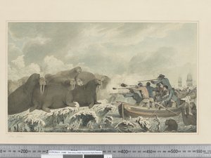 F.32 Søheste, ca. 1773-84 (akvarel) af John Webber
