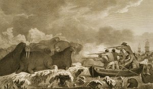 Sea Horses, figurer af J. Heath, indgraveret af E. Scott plade 52 fra 