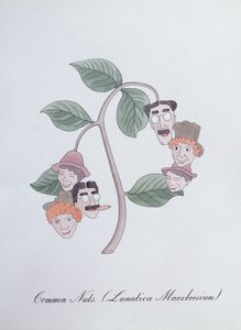 Almindelige nødder. (Lunatica Marxbrosium), illustration fra 