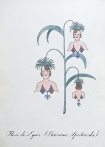 Fleur de Lysia (Parisiana Spectacula.), illustration fra 