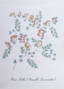 Hair-Belles (Marcella Luxuriantia), illustration fra 