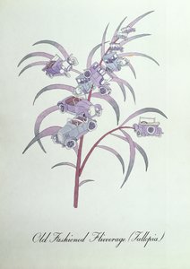 Old Fashioned Flivverage (Fallopia.), illustration fra 
