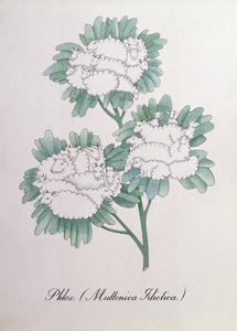 Phlox. (Muttonica Idiotica), illustration fra 
