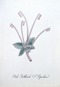 Pink tandbørste (L
