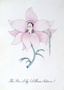 The Bee Lily (Lilium Satirical.), illustration fra 