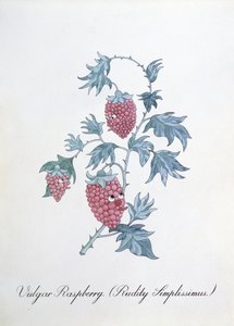 Vulgær hindbær (Rudity Simplissimus), illustration fra 