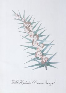 Wild Hysteria (Common Frenzy.), illustration fra 
