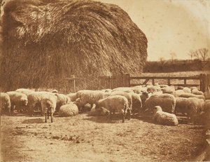 [Får i en indhegning] af John Whistler