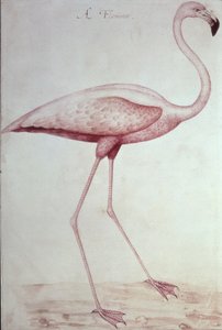 Flamingo (tegning) af John White