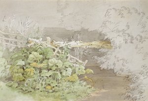 Dokkeplanter ved en skyggefuld strøm (pen & blæk og wc på papir) af John White Abbott