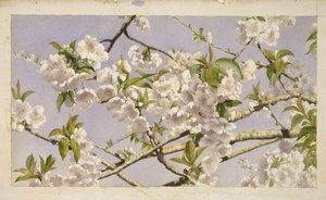 Æbleblomster, ca. 1874 (wc på papir) af John William Hill