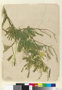 Acacia, 1805 (wc, pen, blæk og blyant) af John William Lewin
