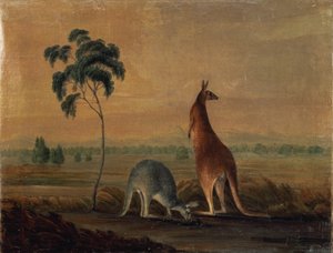 Kænguruer i et landskab, ca. 1819 af John William Lewin