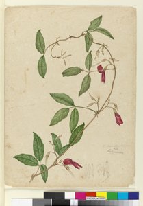 Kennedia rubicunda, ca. 1803-06 (wc, kuglepen, blæk og blyant) af John William Lewin