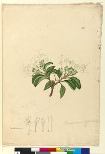 Side 100. Clerodendrum tomentosum, ca. 1803-06 (wc, kuglepen, blæk og blyant) af John William Lewin