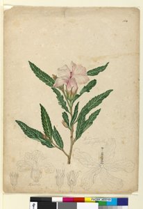 Side 104. Hibiscus heterophyllus, ca. 1803-06 (wc, pen, blæk og blyant) af John William Lewin