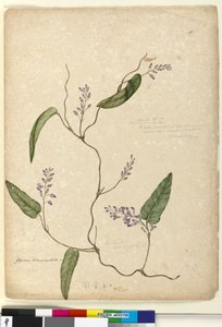 Side 107. Glycine bimaculataGlycine tabacina?, c.1803-06 (wc, pen, blæk og blyant) af John William Lewin