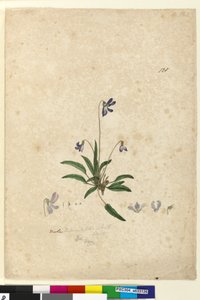 Side 128. Viola betonicifolia, c.1803-06 (wc, kuglepen, blæk og blyant) af John William Lewin