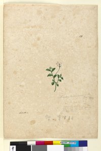 Side 131. Lobelia purpurascens, ca. 1803-06 (wc, kuglepen, blæk og blyant) af John William Lewin
