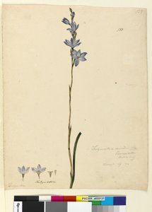 Side 133. Thelymitra ixioides, c.1803-06 (wc, pen, blæk og blyant) af John William Lewin