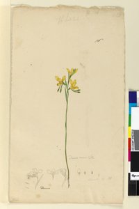 Side 136. Diuris aurea, ca. 1803-06 (wc, pen, blæk og blyant) af John William Lewin