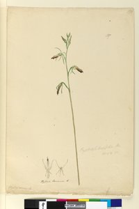 Side 137. Cryptostylis longifolia, c.1803-06 (wc, pen, blæk og blyant) af John William Lewin