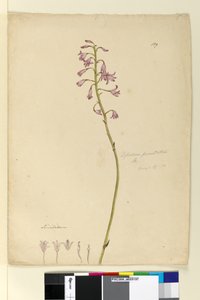 Side 139. Dipodium punctatum, c.1803-06 (wc, pen, blæk og blyant) af John William Lewin