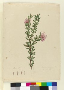 Side 13. Grevillea punicea, c.1803-06 (wc, kuglepen, blæk og blyant) af John William Lewin