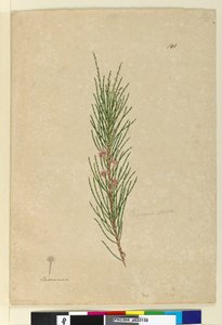 Side 141. Casuarina strictaAllocasuarina verticillata, c.1803-06 (wc, pen, blæk og blyant) af John William Lewin