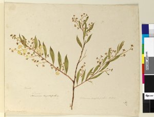 Side 147. Acacia myrtifolia, ca. 1803-06 (wc, kuglepen, blæk og blyant) af John William Lewin