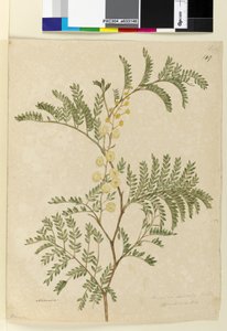 Side 149. Acacia discolorAcacia terminalis, ca. 1803-06 (wc, pen, blæk og blyant) af John William Lewin