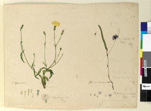 Side 157. Hardenbergia monophyllaHardenbergia violacea; 158. Hypochaeris, ca. 1803-06 (wc, kuglepen, blæk og blyant) af John William Lewin