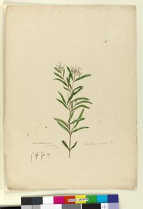 Side 15. Grevillea sericea, ca. 1803-06 (wc, kuglepen, blæk og blyant) af John William Lewin