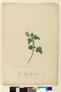 Side 161. Malva capensis, ca. 1803-06 (wc, kuglepen, blæk og blyant) af John William Lewin