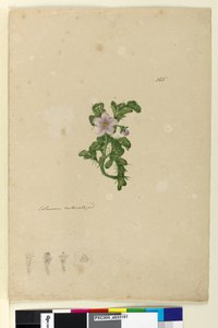 Side 165. Solanum naturaliseret, c.1803-06 (wc, kuglepen, blæk og blyant) af John William Lewin