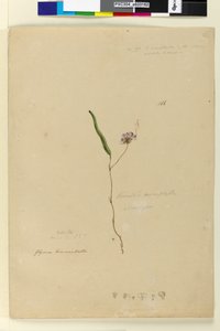 Side 166. Kennedia monophyllaHardenbergia violacea, c.1803-06 (wc, pen, blæk og blyant) af John William Lewin