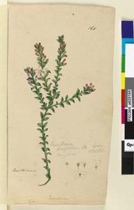 Side 168. Eriostemon buxifolium, ca. 1803-06 (wc, pen, blæk og blyant) af John William Lewin