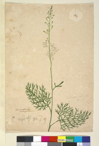 Side 16. Lomatia silaifolia, c.1803-06 (wc, pen, blæk og blyant) af John William Lewin