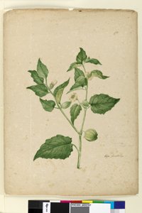 Side 172. Physalis edulis, ca. 1803-06 (wc, pen, blæk og blyant) af John William Lewin