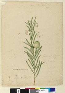 Side 173. Asclepias fruticosa, ca. 1803-06 (wc, pen, blæk og blyant) af John William Lewin