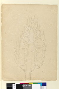 Side 178a. Zamia, ca. 1803-06 (wc, kuglepen, blæk og blyant) af John William Lewin