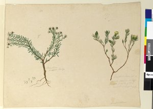 Side 179. Gompholobium; 180. Poranthera ericafolia, ca. 1803-06 (wc, kuglepen, blæk og blyant) af John William Lewin