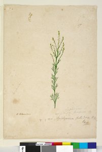 Side 17. Symphionema paludosum, c.1803-06 (wc, pen, blæk og blyant) af John William Lewin
